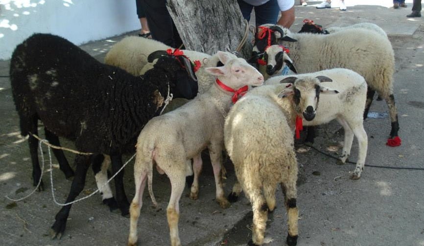 Αναστενάρια και τελετουργική θανάτωση βοοειδών και αμνοεριφίων σε θρησκευτικά πανηγύρια της ευρύτερης  περιοχής του Δήμου Σερρών