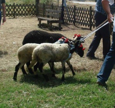 Αναστενάρια Νομού Σερρών – Νέα κατάργηση τελετουργικών σφαγών ζώων μετά από παρέμβαση της Ομοσπονδίας μας
