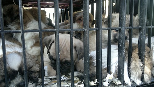 Παράνομες εισαγωγές ζώων / Illegal imports of companion animals