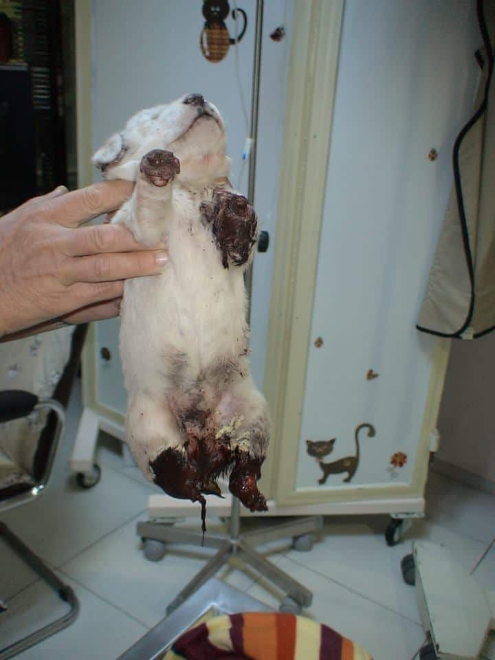 Φρικιαστικό έγκλημα βασανισμού ζώου στο Λουτράκι