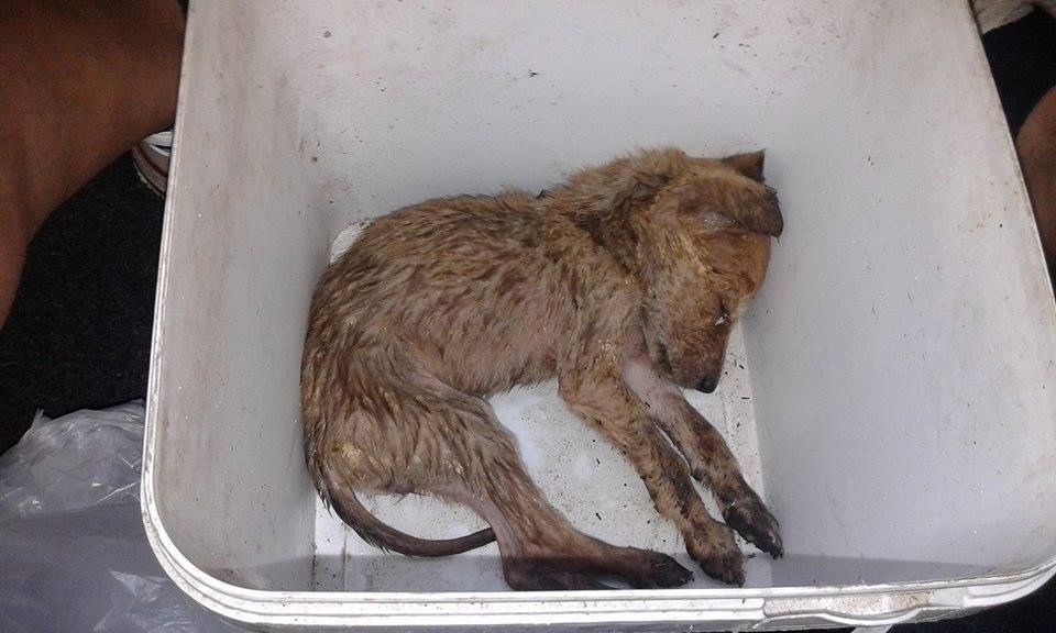 ΦΡΙΚΗ! 130 Νεκρά ζώα στο κυνοκομείο Κοζάνης / Kozani Horror! 130 dead animals in Kozani municipal shelter