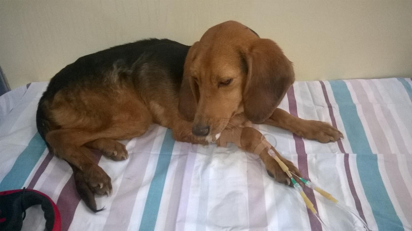 Ο Δήμος Τρίπολης αφήνει τα άρρωστα σκυλιά να πεθαίνουν αβοήθητα!