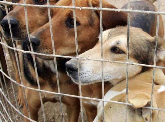 Απάντηση στον Δήμο Λουτρακίου περί διαχείρισης δεσποζομένων ζώων συντροφιάς παράνομου κυνοκομείου