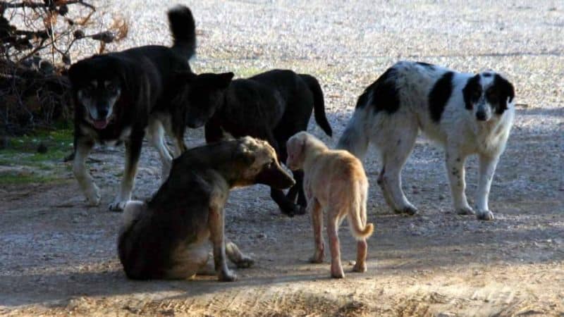 SOS: Βρέθηκε η λύση για τα αδέσποτα – δημόσιες δηλώσεις Δημάρχου Σερρών / SOS: Solution for stray dogs found public statements of the Mayor of Serres / SOS: Lösung für Streunerhunde gefunden öffentliche Äußerungen des Bürgermeisters von Serres