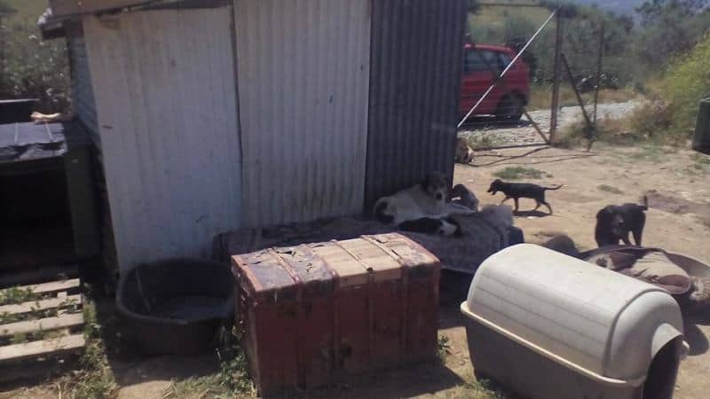 200 ζώα κανιβαλίζονται, άρρωστα, νηστικά, σκελετωμένα στο Συκούρι του Δήμου Τεμπών
