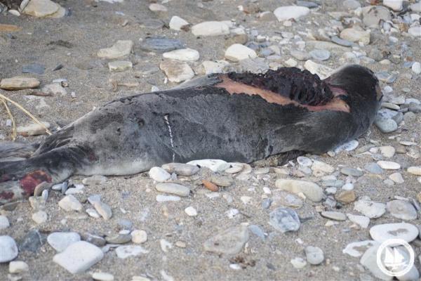 Άγρια Δολοφονία Φώκιας / Barbarous Murder of a Seal