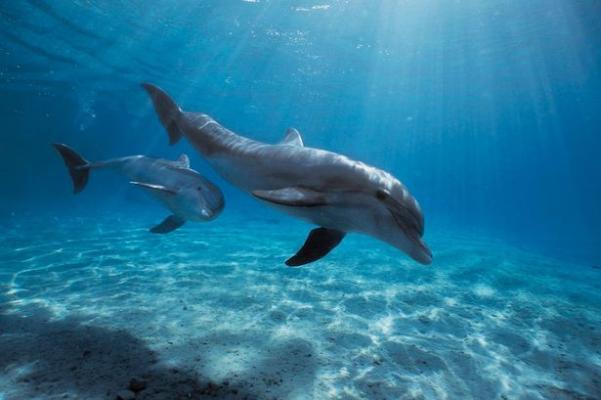 Ερώτηση στην Βουλή: Χρήση δελφινιών και άλλων κητωδών για θεραπευτικούς σκοπούς