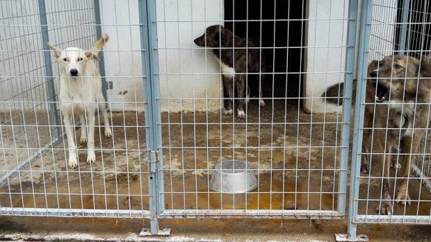 Σκηνές μίας άλλης εποχής στην 5μελή επιτροπή του Δήμου Χανίων για την διαχείριση των αδέσποτων ζώων