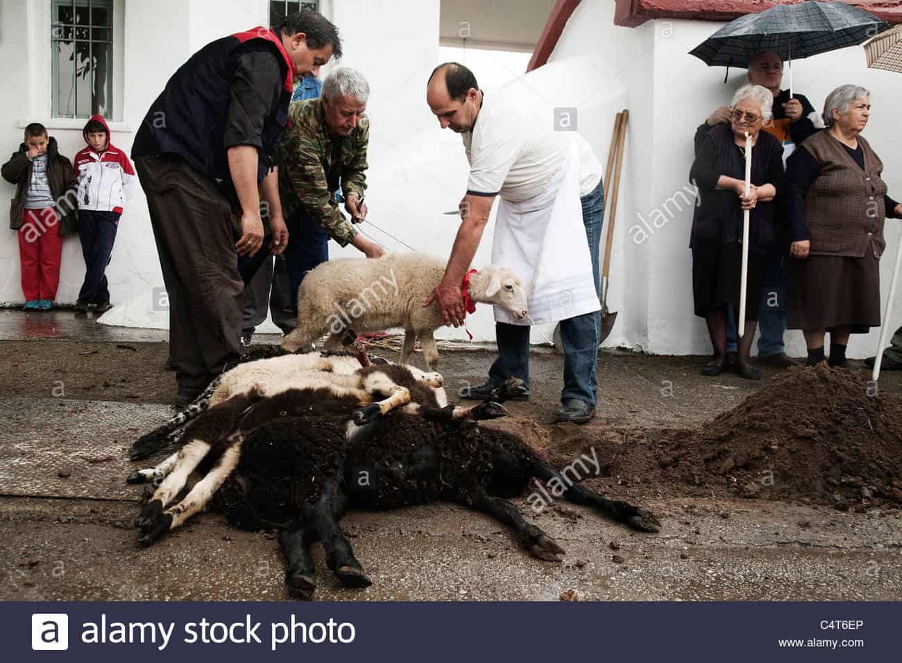 Απετράπησαν οι τελετουργικές σφαγές- θυσίες ζώων (Αναστενάρια), στο Λαγκαδά Θεσσαλονίκης και στις Σέρρες/RITUAL ANIMAL SACRIFICES (ANASTENARIA) WERE PREVENTED IN LAGADAS (THESSALONIKI) AND SERRES