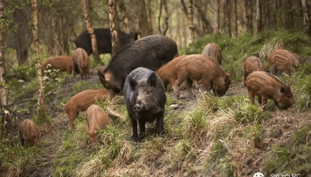 Ανοιχτή επιστολή της ΠΦΠΟ για την Δίωξη των αγριόχοιρων από τον Αναπληρωτή Υπουργό Περιβάλλοντος και Ενέργειας/Open letter by PFPO to the Deputy Minister of Environment and Energy for expulsion of wild boar