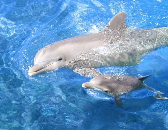 Υπέροχο βίντεο με φάλαινες και δελφίνια ελεύθερα στην φύση. Ας συγκρίνουμε με τα φυλακισμένα στα δελφινάρια