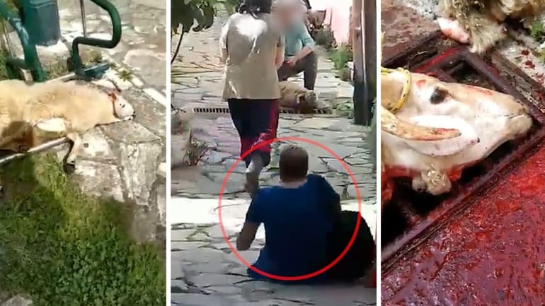 Οργή και προβληματισμός για τη σφαγή στο Μαντούκι της Κέρκυρας / Anger and concern about animal slaughter at Mandouki in Corfu island