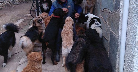 Δελτίο τύπου: Απαράδεκτη ηθικά αλλά και νομικά η απόφαση του ειρηνοδικείου Λευκάδας που βγάζει στο δρόμο 26 ζώα / Press release: a legally and ethically deplorable decision by Lefkada County Court concerning 26 animals