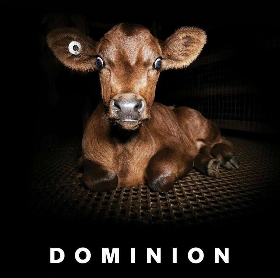 Η ΠΦΠΟ λέει όχι στην κρεοφαγία και σας καλεί να δείτε το εξαιρετικό ντοκιμαντέρ DOMINION /PFPO is against animal eating. Watch the great documentary “DOMINION”