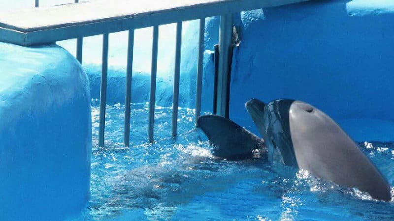 Ban dolphin captivity in Greece