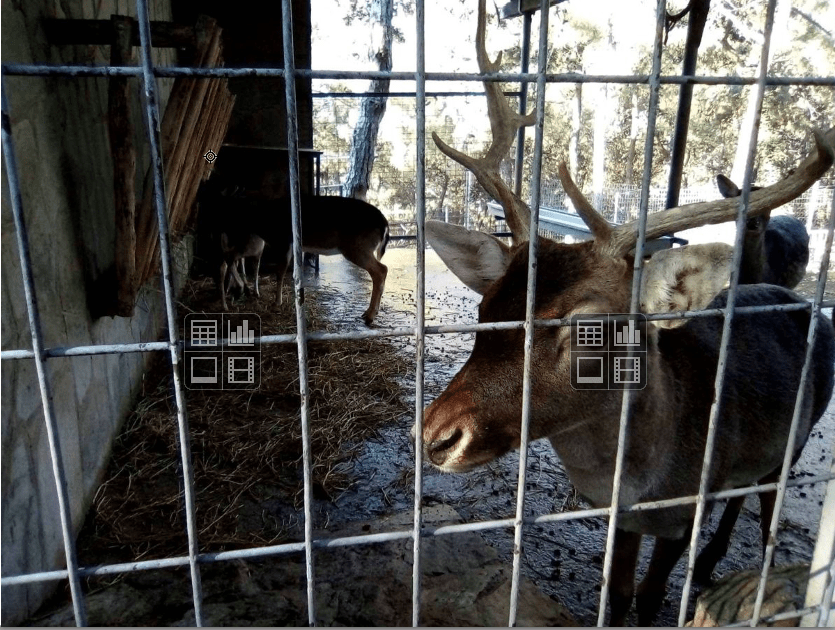 Όχι άλλα ζώα στα κλουβιά! Αίτημα προς Δήμο Θεσσαλονίκης