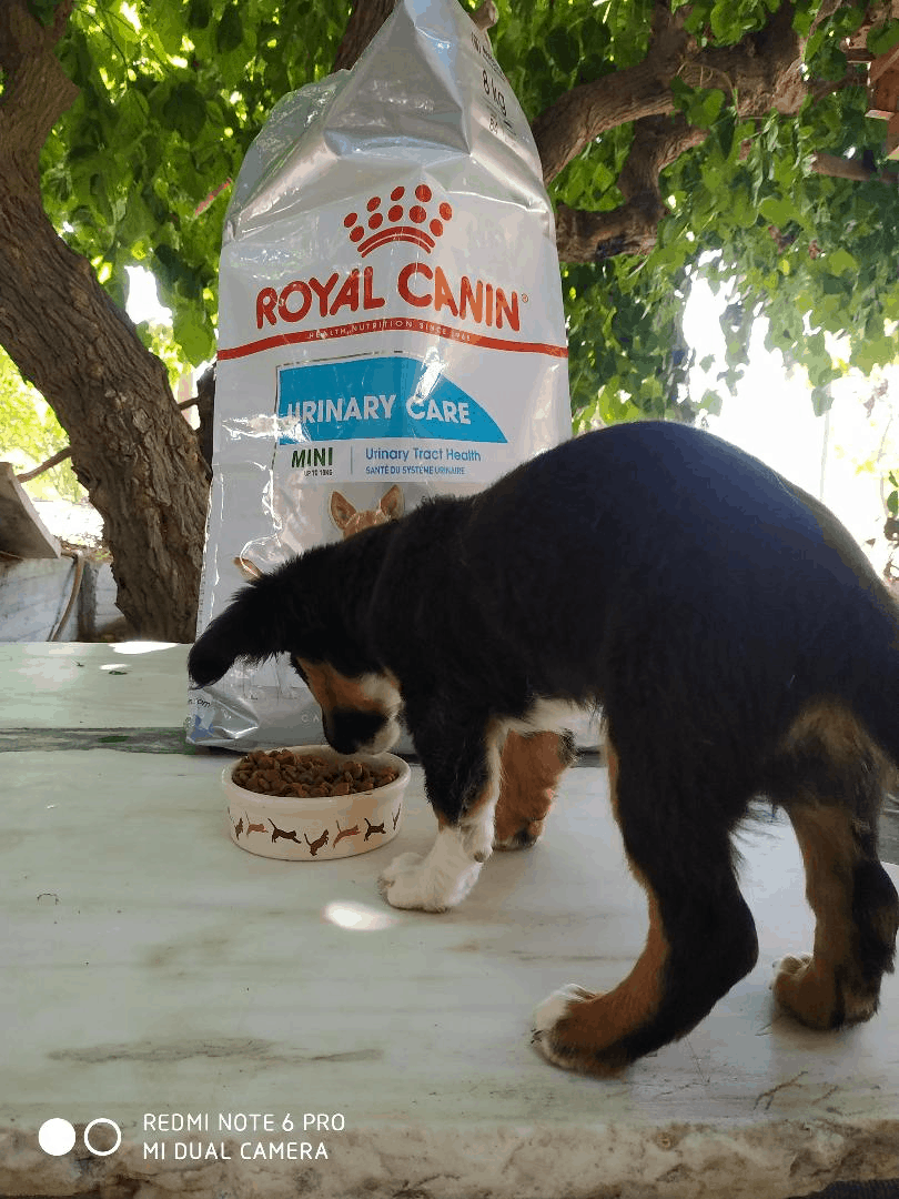 ROYAL CANIN HELLAS supports the greek strays!