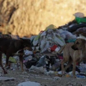 Ο Δήμαρχος Τοπείρου στο νομό Ξάνθης μεταφέρει τα αδέσποτα στη χωματερή , όπως και τα σκουπίδια.
