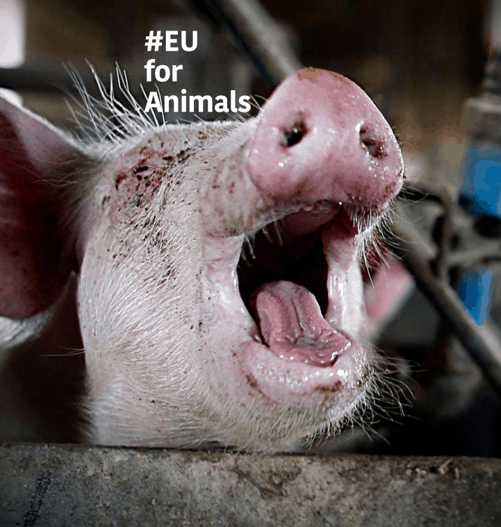 Ψήφισμα για θέσπιση Ευρωπαίου Επιτρόπου για την ευζωία των ζώων – Voting for a resolution establishing a European Commissioner for Animal Welfare