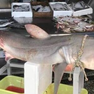 Κοινό Δελτίο Τύπου σχετικά με την παράνομη αλίευση, πώληση και επίδειξη Λευκού Καρχαρία – Joint Press Release on illegal catching, selling and displaying of White Shark