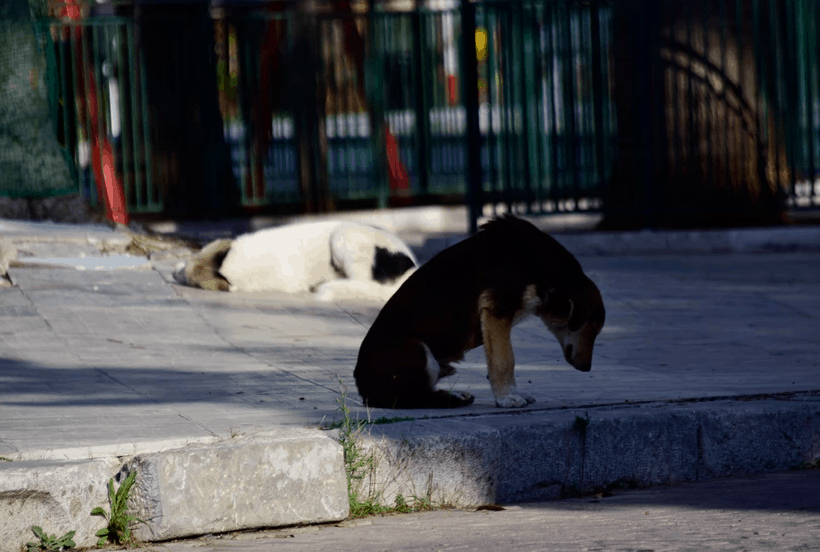 SOS για τα ζώα συντροφιάς: Γιατί αυξήθηκαν τα αδέσποτα και πώς τα προστατεύει το νέο νομοσχέδιο