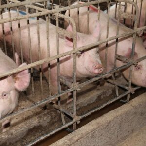 End the Cage Age! Το ΕΚ υπέρ της πρωτοβουλίας πολιτών για σταδιακή κατάργηση των κλουβιών στην κτηνοτροφία