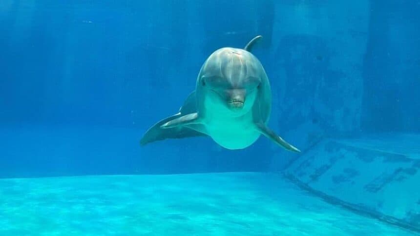Rest In Peace Veera Η Ιστορία του διάσημου δελφινιού.