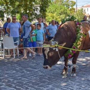 Ανακοίνωση της Π.Φ.Π.Ο. για την περιφορά του ταύρου στη Μυτιλήνη