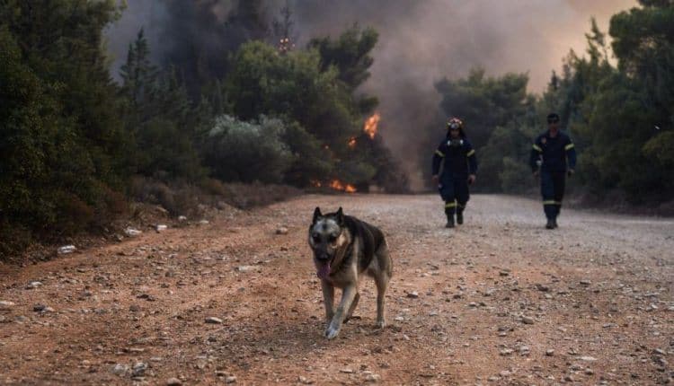 Συνέντευξη τ Συνέντευξη της ΠΦΠΟ και της Νατάσας Μπομπολάκη  στο  Thesstoday.gr και τον Αντώνη Τσολναρά για τα μεγάλα θέματα που αφορούν τα ζώα που ανέδειξαν με τραγικό τρόπο γι’ αυτά οι καταστροφικές πυρκαγιές
