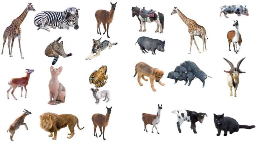 Παγκόσμια Ημέρα των Ζώων: Αρκεί μια μέρα να μας θυμίζει τις ηθικές υποχρεώσεις απέναντί τους;