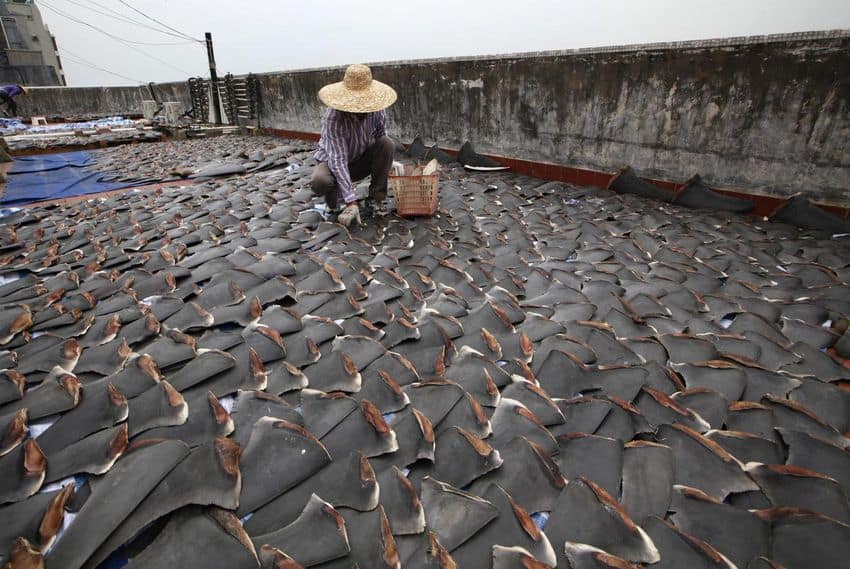 Πάνω Από 100.000.000 Καρχαρίες Το Χρόνο Σκοτώνονται Για Ένα Πιάτο Σούπα Με Τα Πτερύγια Τους.