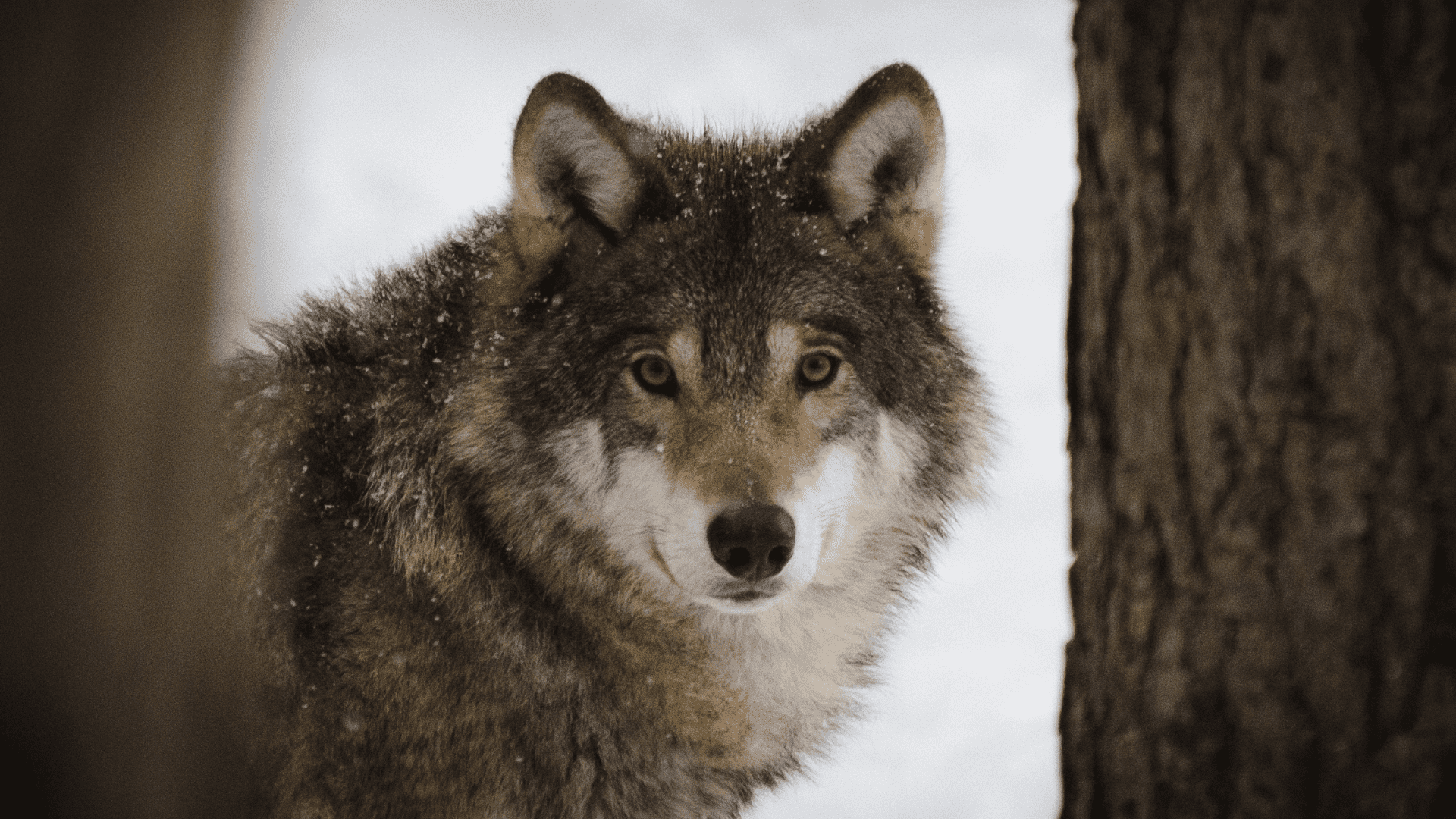 Ο Μύθος του Κακού Λύκου. Λύκοι Σημαντικοί Για Τα Οικοσυστήματα Και Για Τη Βελτίωση της Βιοποικιλότητας.
