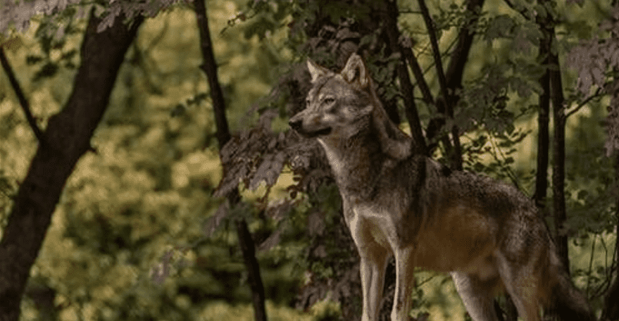Αρκτούρος: Τεράστια ευκαιρία η επανεμφάνιση του λύκου στην Πάρνηθα, η απάντηση του ΥΠΕΝ και οι … μαϊντανοί