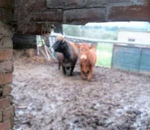 Complaint about cows living in appalling conditions in Tithorea