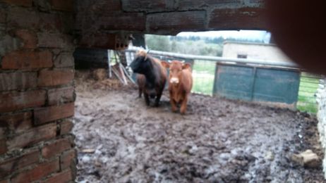 Καταγγελία για αγελάδες σε άθλιες συνθήκες στην Τιθορέα