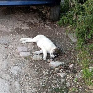Massive poisoning of dogs at Oinofyta (Viotia)