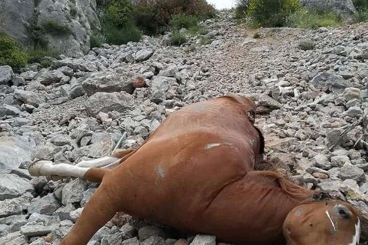 Να βρεθούν οι υπεύθυνοι για τα νεκρά άλογα στην Πάρνηθα