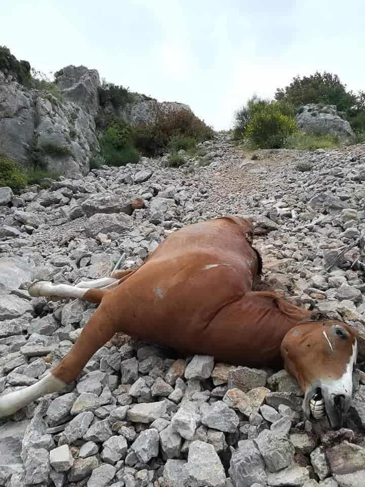 Να βρεθούν οι υπεύθυνοι για τα νεκρά άλογα στην Πάρνηθα