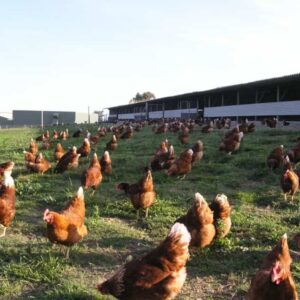 Urgent request to the Prosecutor’s Office against the undue slaughter of 350 chickens!