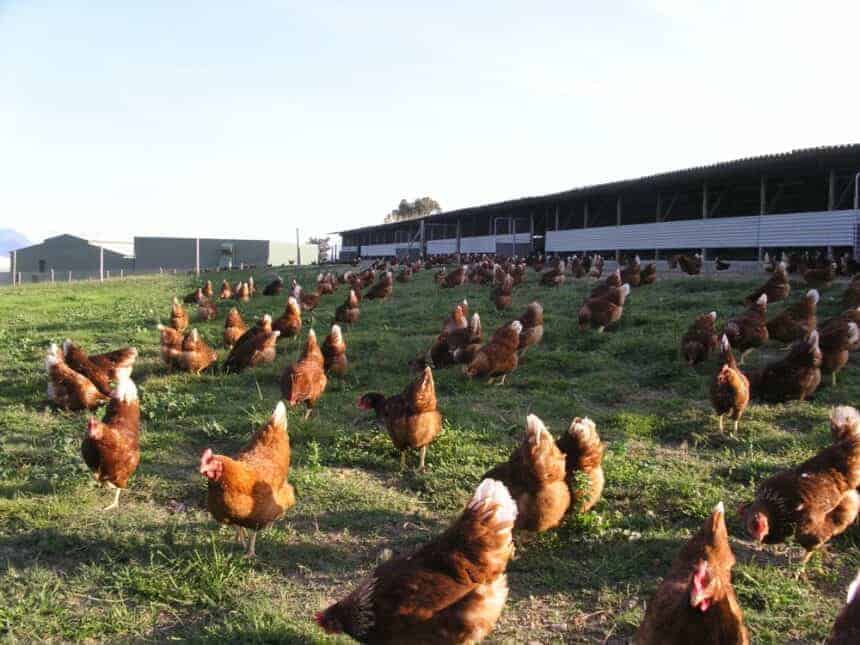 Urgent request to the Prosecutor’s Office against the undue slaughter of 350 chickens!