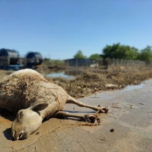 PRESS RELEASE ON DEAD PASTURED ANIMALS IN RECENTLY FLOODED AREAS
