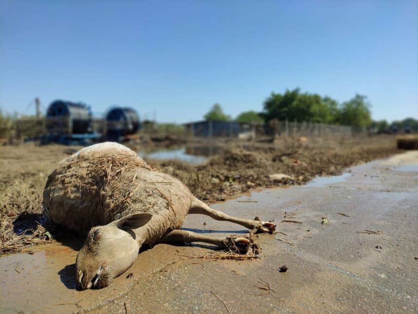 PRESS RELEASE ON DEAD PASTURED ANIMALS IN RECENTLY FLOODED AREAS