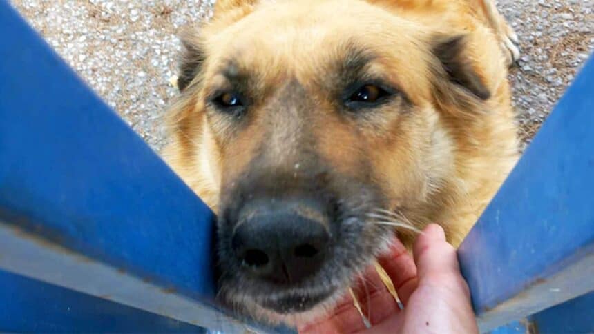 Να μην διώξει η νέα Διευθυντρια την ήμερη σκυλίτσα που μένει εδώ και πολλά χρόνια στο Πρότυπο ΕΠΑΛ Ελευσίνας, ζήτησε με επιστολή της η ΠΦΠΟ
