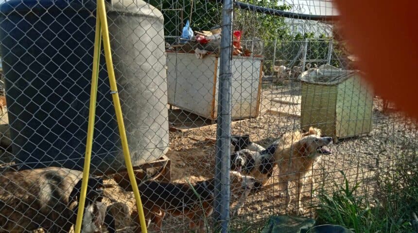 Αίτημα της Π.Φ.Π.Ο για γνωμάτευση της Κτηνιατρικής Υπηρεσίας Αγρινίου που αφορά σε χώρο εγκλεισμού αδέσποτων ζώων