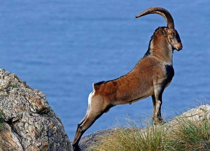 Σκελετωμένα κρι-κρι σε νησίδα της Κρήτης