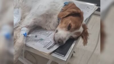 Διαμαρτυρία ΠΦΠΟ στην Εισαγγελέα Προστασίας Ζώων του Αρείου Πάγου, για τον σκύλο που κακοποιήθηκε στην Ηλεία.