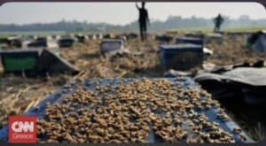 Read more about the article Τα πρώτα έντομα που αποκτούν νομικά δικαιώματα είναι οι μέλισσες χωρίς κεντρί του Αμαζονίου.