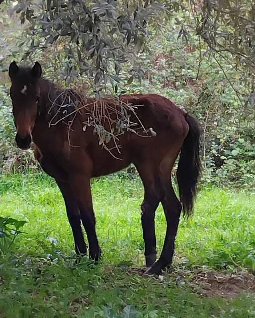 You are currently viewing Να παρασχεθεί βοήθεια στο τραυματισμένο νεαρό ιπποειδές, ζητά η Πανελλαδική Φιλοζωική και Περιβαλλοντική Ομοσπονδία