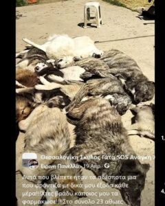 Read more about the article Μαζική δηλητηρίαση ζώων στον Δήμο Πολυγύρου – Καταγγελία και αίτημα άμεσης απόδοσης δικαιοσύνης