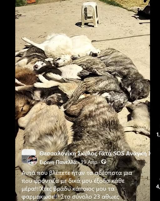 You are currently viewing Μαζική δηλητηρίαση ζώων στον Δήμο Πολυγύρου – Καταγγελία και αίτημα άμεσης απόδοσης δικαιοσύνης